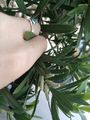 Podocarpus latifolius