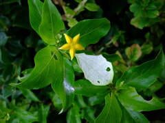 Mussaenda formosanum