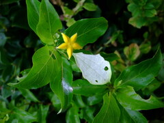 Mussaenda formosanum