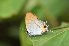 Hypolycaena thecloides
