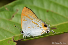 Hypolycaena thecloides