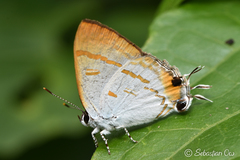 Hypolycaena thecloides