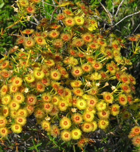 Image of Verticordia nobilis by (c) George Baker, some rights reserved (CC BY)