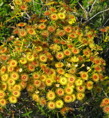 Verticordia grandiflora