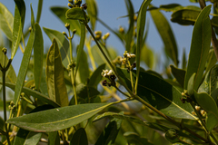 Avicennia germinans image