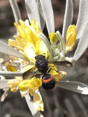 Ancistrocerus haematodes