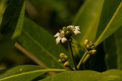 Avicennia germinans image