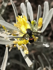 Ancistrocerus haematodes