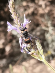 Ancistrocerus haematodes