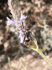 Ancistrocerus haematodes
