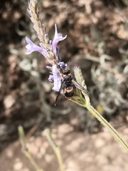 Ancistrocerus haematodes