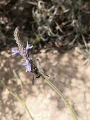 Ancistrocerus haematodes