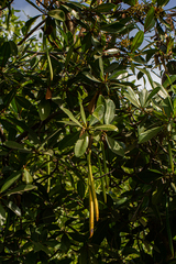 Rhizophora racemosa