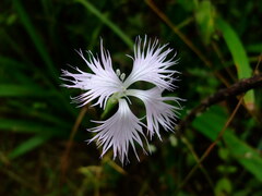 Dianthus longicalyx