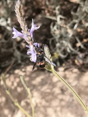 Ancistrocerus haematodes