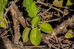 Image of Dalbergia ecastaphyllum