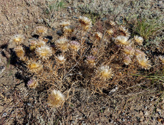Ancathia igniaria