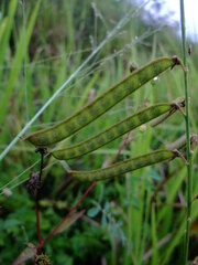 Tephrosia noctiflora