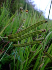 Tephrosia noctiflora