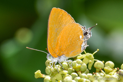 Pseudotajuria donatana