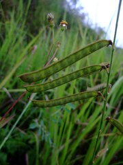 Tephrosia noctiflora