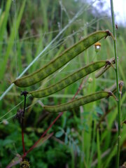 Tephrosia noctiflora