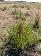 Leymus racemosus