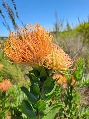 Leucospermum × hybridum