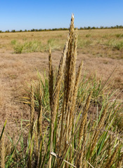 Leymus racemosus
