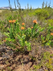 Leucospermum × hybridum