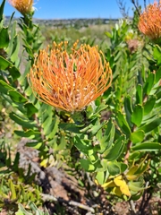 Leucospermum × hybridum