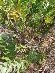 Leucospermum × hybridum