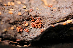 Badhamia crassipella