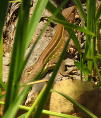 Cnemidophorus gramivagus