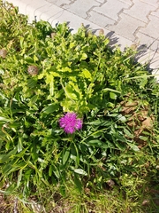 Centaurea polyacantha