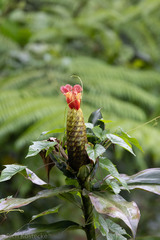 Costus laevis image