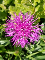 Centaurea polyacantha
