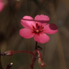 Drosera fragrans