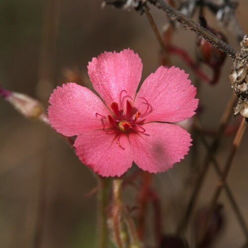 Drosera fragrans (Drosera fragrans)