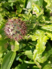 Centaurea polyacantha
