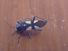 Fibrenus gibbicollis