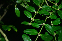 Buxus liukiuensis