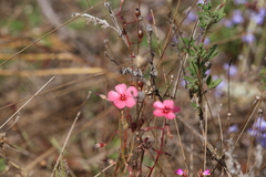 Drosera fragrans