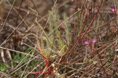Drosera fragrans