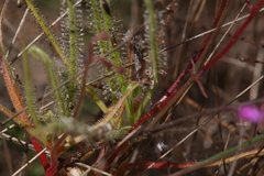 Drosera fragrans