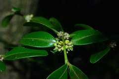 Buxus liukiuensis