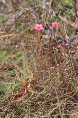 Drosera fragrans