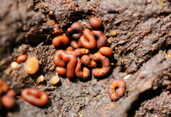 Badhamia crassipella