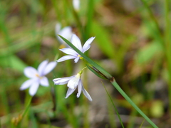 Sisyrinchium montanum