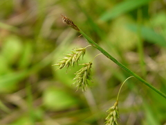 Carex castanea